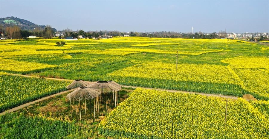 In pics: cole flower fields in Sichuan