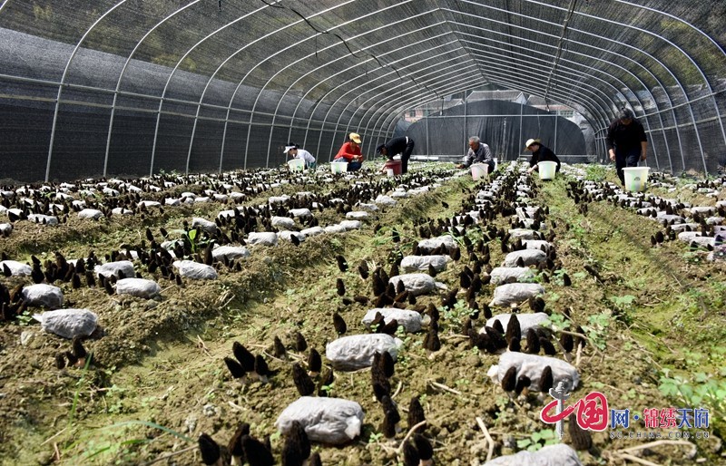 務(wù)工群眾采收食用菌。張玉偉  攝.JPG