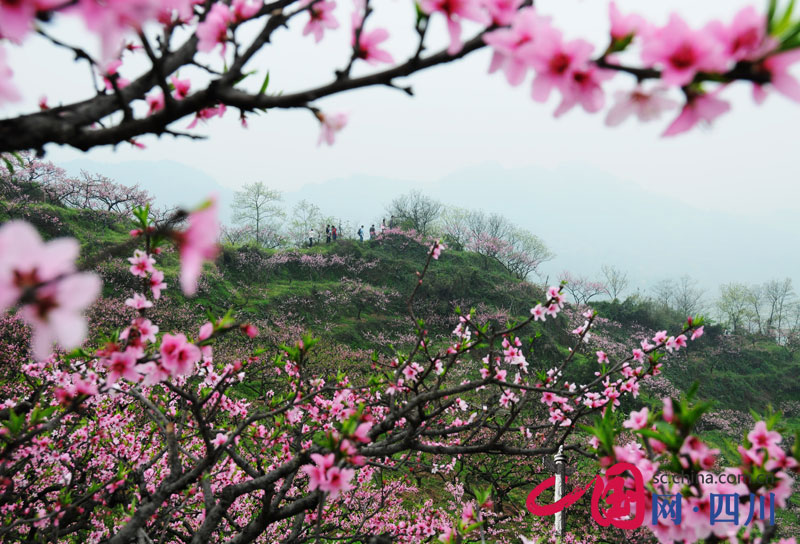 雅安年俗文化——賞桃花