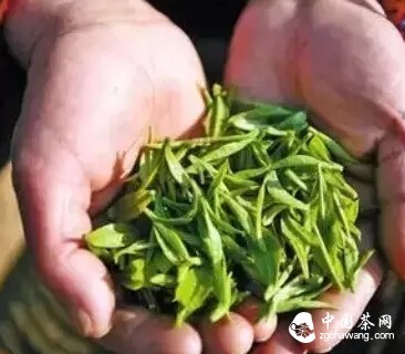 認(rèn)識春茶，了解最真實的春茶！