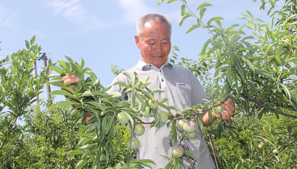 四川長(zhǎng)寧縣“李子”撐起脫貧大夢(mèng)想