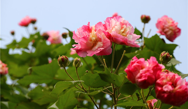 成都市花芙蓉花增量提質(zhì) 快收藏這些賞花點(diǎn)位